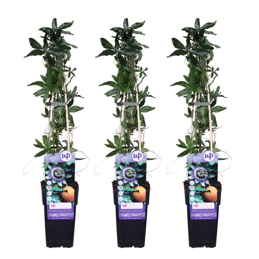 "3x - Passiflora caerulea - ↨65cm - Ø15 image"