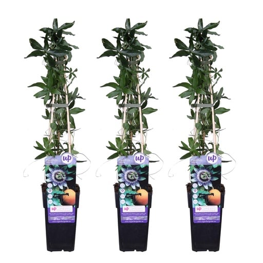"Blaue Passionsblume 3er-Set (Passiflora caerulea) – winterharte Kletterpflanze, Höhe ca. 65 cm image"