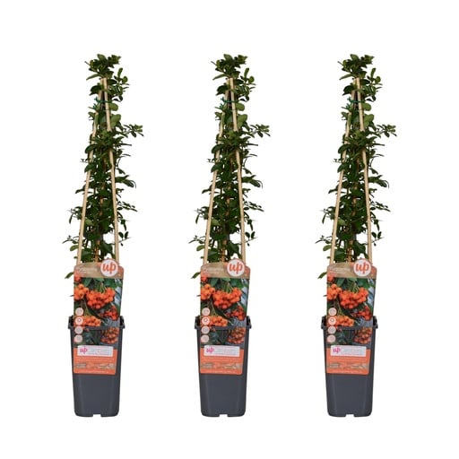 "Feuerdorn 'Orange Glow' 3er-Set (Pyracantha coccinea) – winterharter Zierstrauch, Höhe ca. 65 cm image"