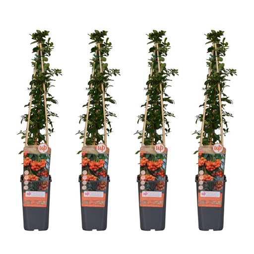 "4x - Pyracantha 'Orange Glow' - ↨65cm - Ø15 image"