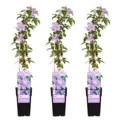 3x - Clematis Justa - ↕65cm - Ø15