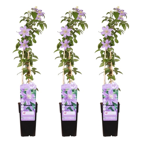 "3x - Clematis Justa - ↨65cm - Ø15 image"