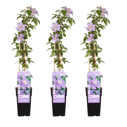 "Waldrebe 'Justa' 3er-Set (Clematis) – winterharte Kletterpflanze, Topf-Ø 15 cm, Höhe ca. 65 cm image"