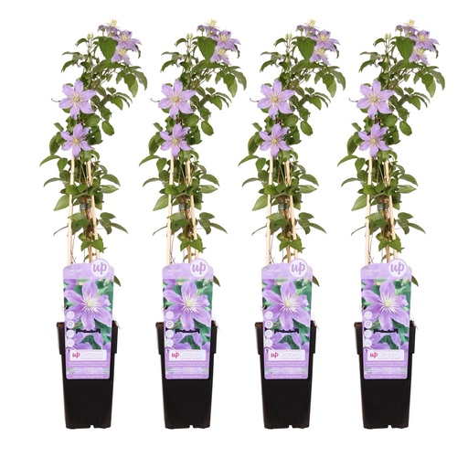 "Waldrebe 'Justa' 4er-Set (Clematis) – winterharte Kletterpflanze, Topf-Ø 15 cm, Höhe ca. 65 cm image"