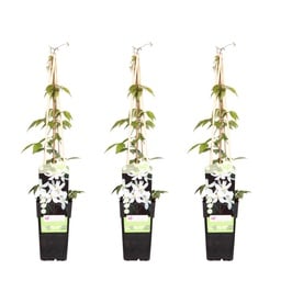 3x - Clematis Montana 'Grandiflora' - ↨65cm - Ø15