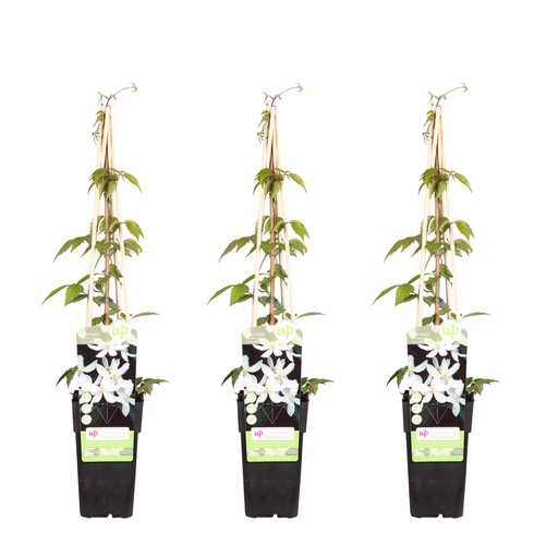 "3x - Clematis Montana 'Grandiflora' - ↨65cm - Ø15 image"