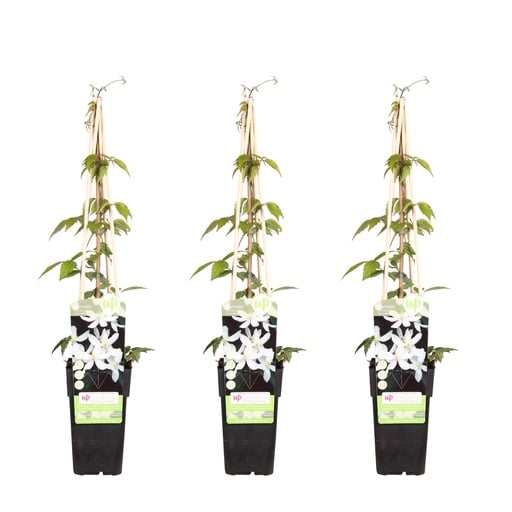 "Berg-Waldrebe 'Grandiflora' 3er-Set (Clematis montana) – winterharte Kletterpflanze, Höhe ca. 65 cm image"