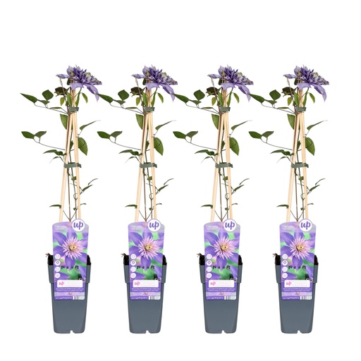 "4x - Clematis Multi Blue - ↨65cm - Ø15 image"