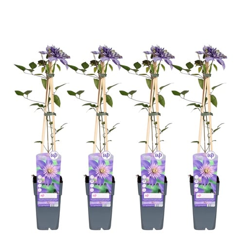 "Waldrebe 4er-Set (Clematis 'Multi) – winterharte Kletterpflanze, Höhe ca. 65 cm image"