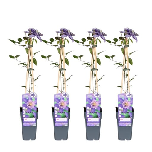 "Waldrebe blau 4er-Set (Clematis) – winterharte Kletterpflanze, Topf-Ø 15 cm, Höhe ca. 65 cm image"