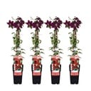 4x - Clematis Niobe - ↨65cm - Ø15