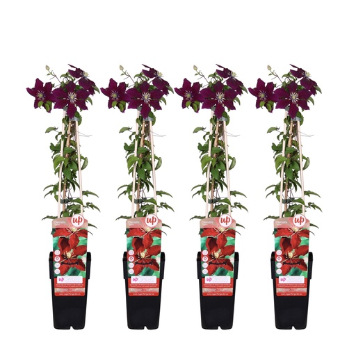 "4x - Clematis Niobe - ↨65cm - Ø15 image"