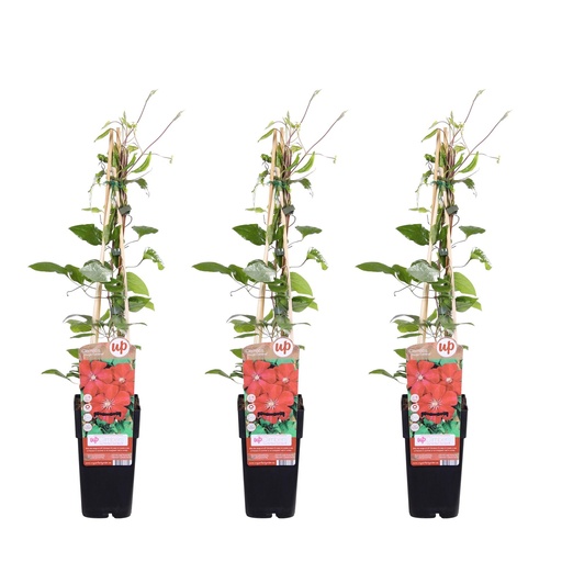 "3x - Clematis Rouge Cardinal - ↨65cm - Ø15 image"