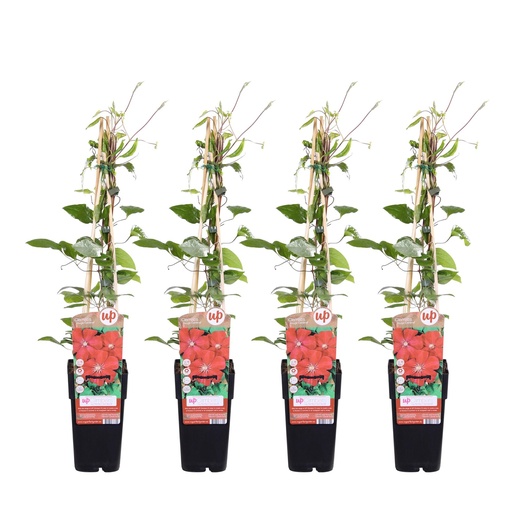"4x - Clematis Rouge Cardinal - ↨65cm - Ø15 image"