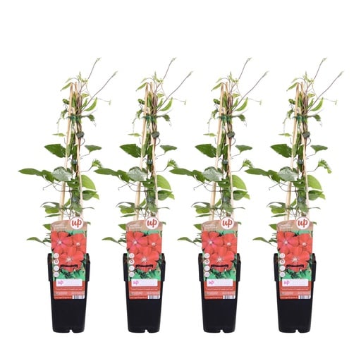 "Waldrebe 'Rouge Cardinal' 4er-Set (Clematis) – winterharte Kletterpflanze, Topf-Ø 15 cm, Höhe ca. 65 cm image"