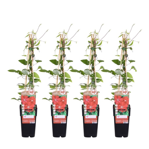 "Waldrebe 'Rouge Cardinal' 4er-Set (Clematis) – winterharte Kletterpflanze, Topf-Ø 15 cm, Höhe ca. 65 cm image"