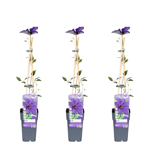 "3x - Clematis The President - ↨65cm - Ø15 image"