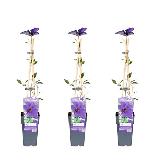 "3x - Clematis The President - ↨65cm - Ø15 image"