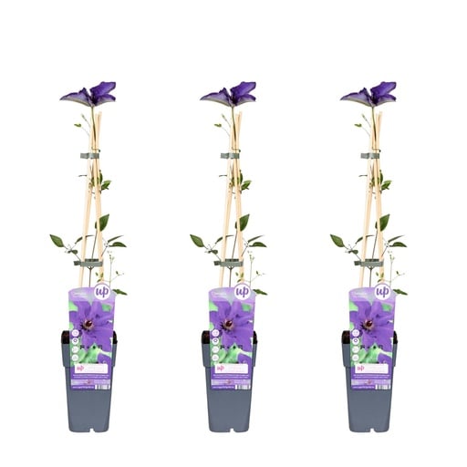 "Waldrebe 'The President' 3er-Set (Clematis) – winterharte Kletterpflanze, Topf-Ø 15 cm, Höhe ca. 65 cm image"