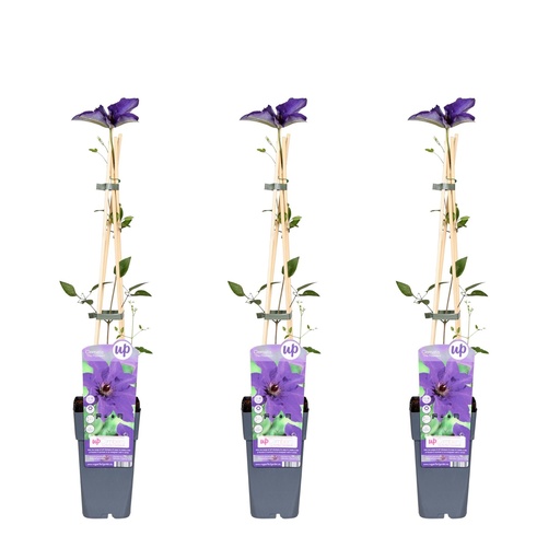 "Waldrebe 'The President' 3er-Set (Clematis) – winterharte Kletterpflanze, Topf-Ø 15 cm, Höhe ca. 65 cm image"