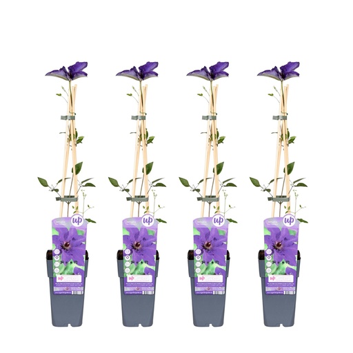 "4x - Clematis The President - ↨65cm - Ø15 image"