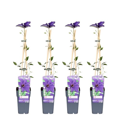 "Waldrebe 'The President' 4er-Set (Clematis) – winterharte Kletterpflanze, Topf-Ø 15 cm, Höhe ca. 65 cm image"