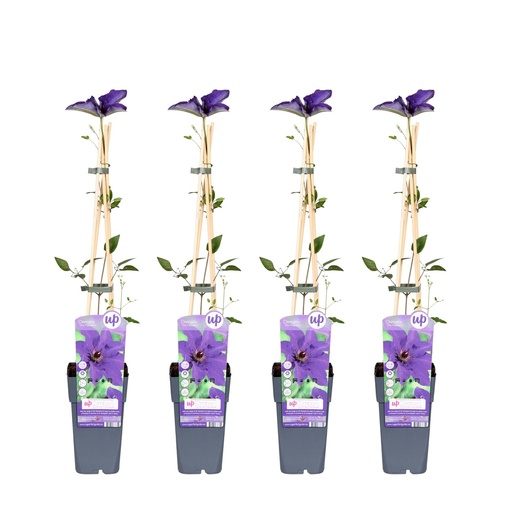 "Waldrebe 'The President' 4er-Set (Clematis) – winterharte Kletterpflanze, Topf-Ø 15 cm, Höhe ca. 65 cm image"