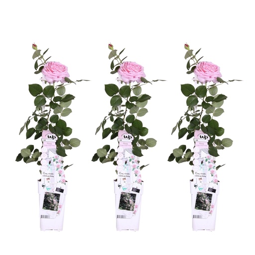 "Rose rosa 3er-Set (Rosa) – winterharter Blütenstrauch, Topf-Ø 15 cm, Höhe ca. 65 cm image"