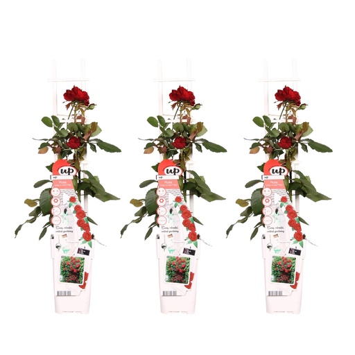 "Rose rot 3er-Set (Rosa) – winterharter Blütenstrauch, Topf-Ø 15 cm, Höhe ca. 65 cm image"