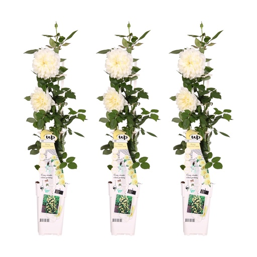 "3x - Rosa Crazy in love 'Vanilla' - ↨65cm - Ø15 image"