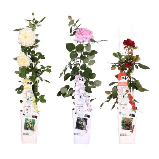 "3x - Rosa mix - ↨65cm - Ø15 image"