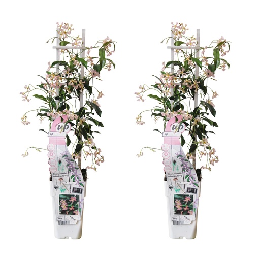 "2x - Trachelospermum 'Star of Ibiza' - ↨65cm - Ø15 image"
