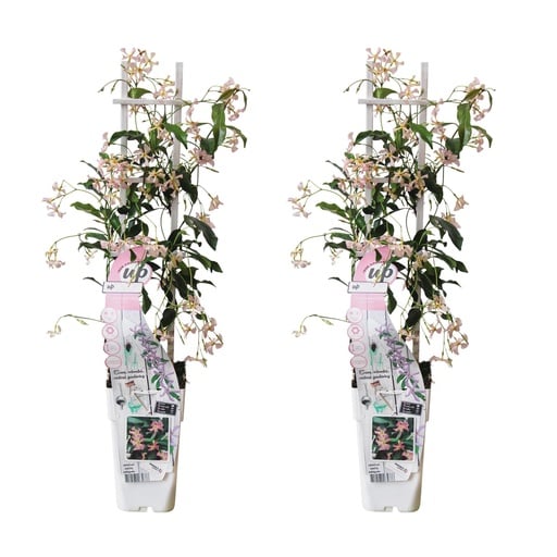 "Sternjasmin 'Star of Ibiza' 2er-Set (Trachelospermum jasminoides) – winterharte Kletterpflanze, Höhe ca. 65 cm image"