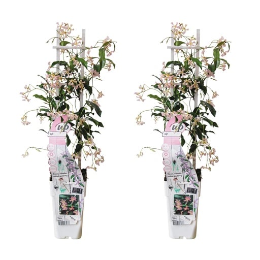 "Sternjasmin 'Star of Ibiza' 2er-Set (Trachelospermum jasminoides) – winterharte Kletterpflanze, Höhe ca. 65 cm image"