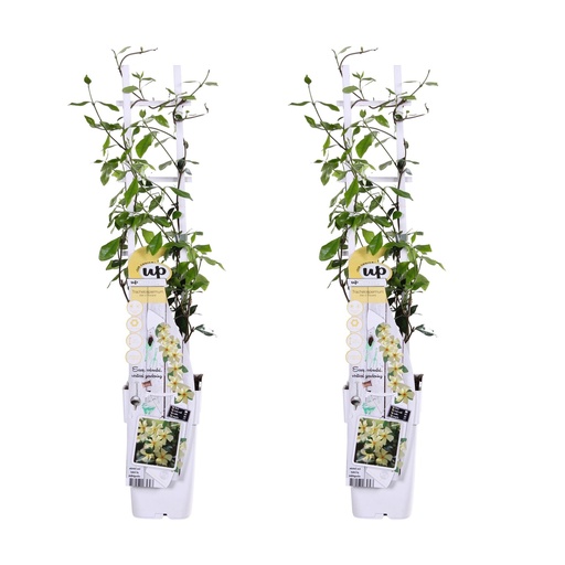 "2x - Trachelospermum 'Star of Toscana' - ↨65cm - Ø15 image"