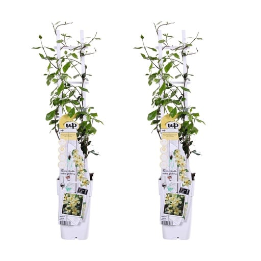 "2x - Trachelospermum 'Star of Toscana' - ↨65cm - Ø15 image"
