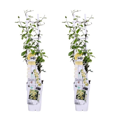 "Sternjasmin 'Star of Toscana' 2er-Set (Trachelospermum jasminoides) – winterharte Kletterpflanze, Höhe ca. 65 cm image"