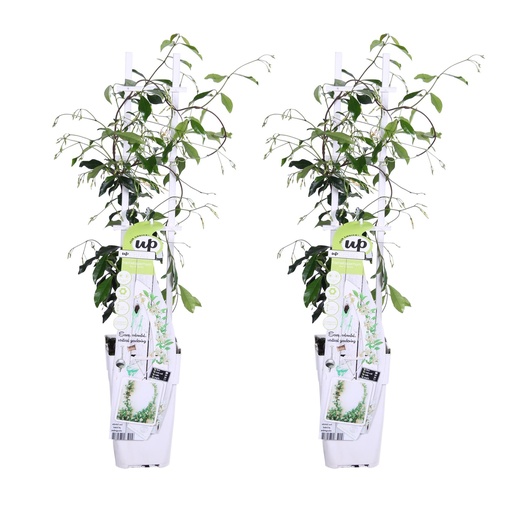"2x - Trachelospermum 'Star of Venice' - ↨65cm - Ø15 image"