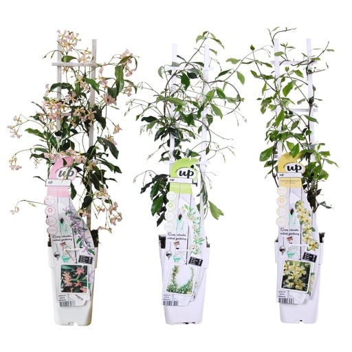 "3x - Trachelospermum Mix - ↨65cm - Ø15 image"