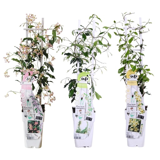 "Sternjasmin 3er-Set (Trachelospermum jasminoides) – winterharte Kletterpflanze, Höhe ca. 65 cm image"