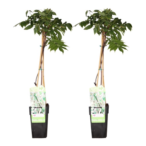 "2x - Wisteria floribunda 'Longissima Alba' - ↨65cm - Ø15 image"