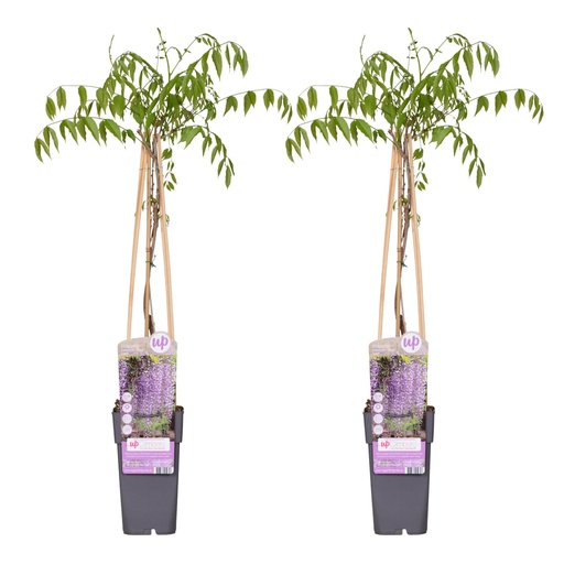 "2x - Wisteria floribunda 'Naga Noda' - ↨65cm - Ø15 image"