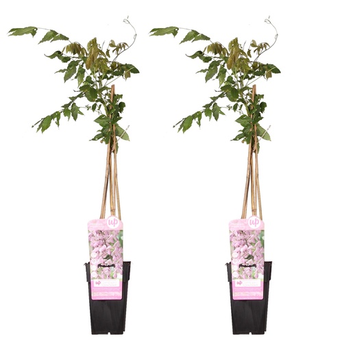 "2x - Wisteria floribunda 'Rosea' - ↨65cm - Ø15 image"