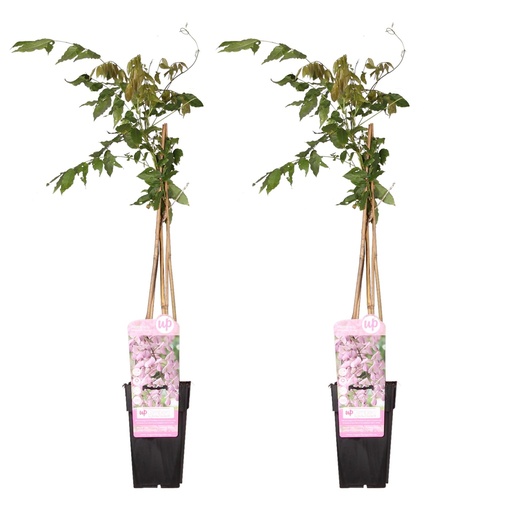 "Japanischer Blauregen 'Rosea' 2er-Set (Wisteria floribunda) – winterharte Kletterpflanze, Höhe ca. 65 cm image"