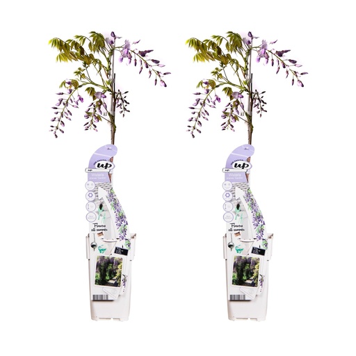 "2x - Wisteria sinensis 'Caroline' - ↨65cm - Ø15 image"