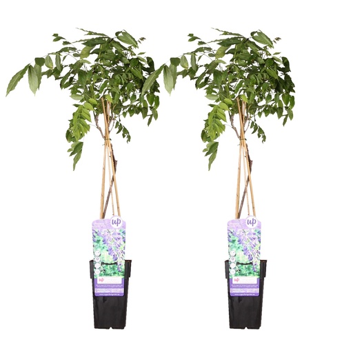 "2x - Wisteria sinensis 'Prolific' - ↨65cm - Ø15 image"
