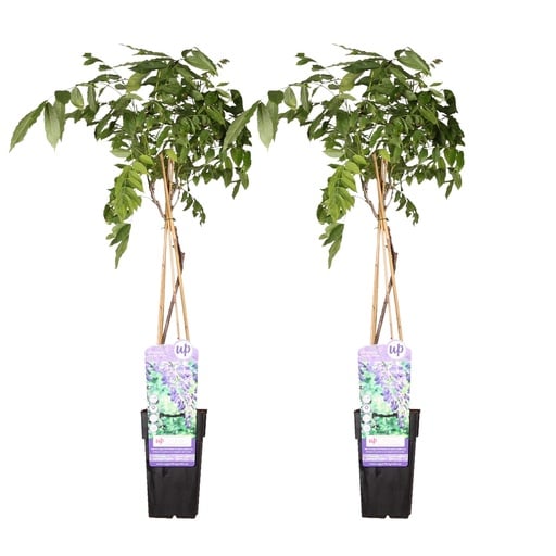 "Chinesischer Blauregen 'Prolific' 2er-Set (Wisteria sinensis) – winterharte Kletterpflanze, Höhe ca. 65 cm image"