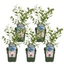 5x - Vaccinium corymbosum 'Reka' - ↨45cm - Ø13