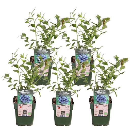 "5x - Vaccinium corymbosum 'Reka' - ↨45cm - Ø13 image"