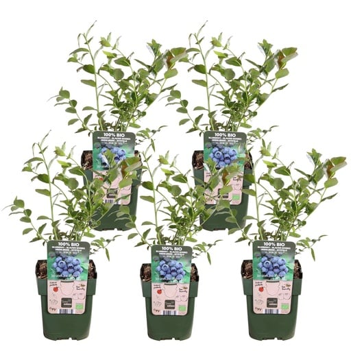 "Heidelbeere 'Reka' (Vaccinium corymbosum) – frühe Kulturheidelbeere, selbstfruchtbar, 5er-Set, Topf-Ø 13 cm, Höhe ca. 45 cm image"